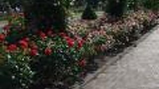 バラがたくさん