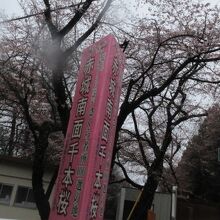 赤城の桜