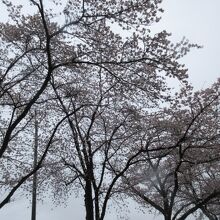 並木の桜