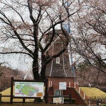 風車と桜と