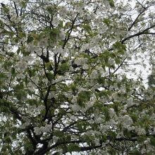 桜の時期できれい