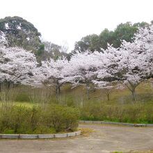 桜の森