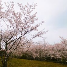 ナチュラルパーク周辺の桜