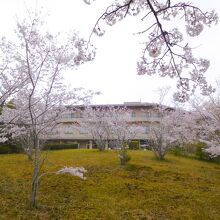 ナチュラルパークと桜