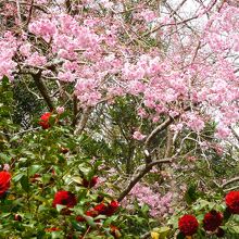 枝垂れ桜と椿