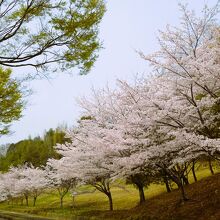 公園入り繰りの並木