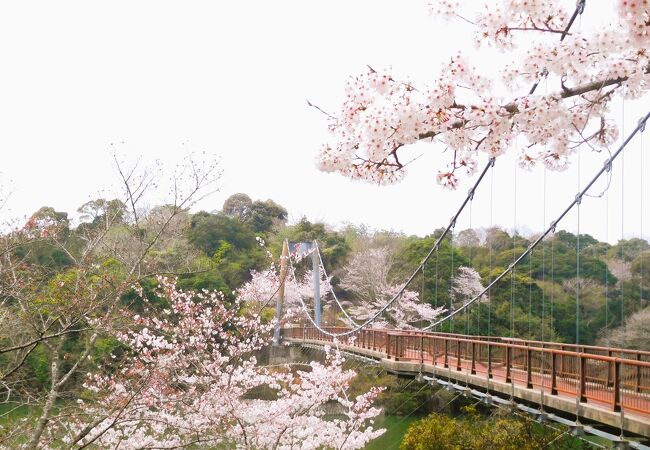 初めて桜を見に行きましたが、あちこちで見られました。