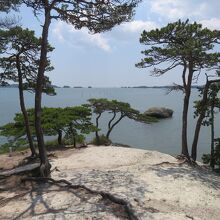 ≪馬の背≫の木蔭に座って眺めた松島湾の風景