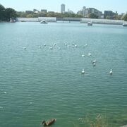水鳥が泳ぐ大濠池