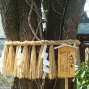 夫婦恵比寿神社の向かいには夫婦銀杏