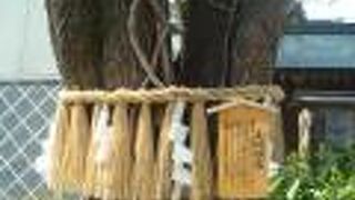 夫婦恵比寿神社の向かいには夫婦銀杏