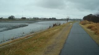 酒匂川付近に菜の花はナシ