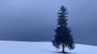 近くで見られる