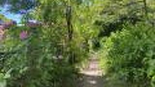 箱根登山鉄道のあじさいの名所