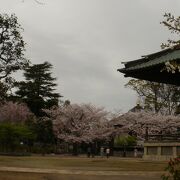 お堂と桜