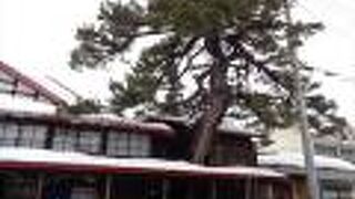 建物から松が突き出ている特徴のある場所