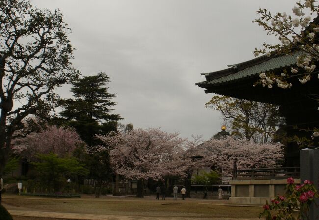 お堂と桜