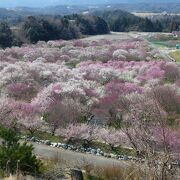 いなべ市梅林は、絶景の梅園