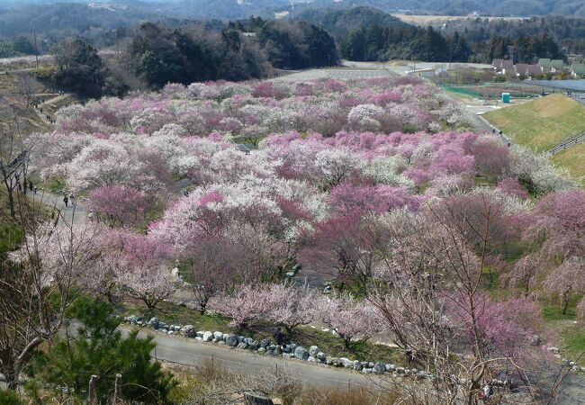 いなべ市梅林は、絶景の梅園