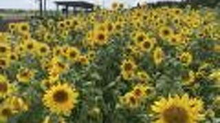 湘南海岸公園は今、向日葵が見事