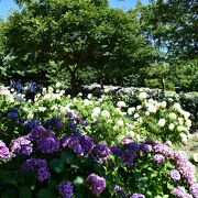 蜻蛉池公園は紫陽花の名所