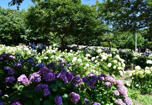 蜻蛉池公園は紫陽花の名所