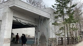 ヒグマも大きい