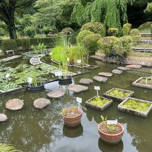 水生植物区