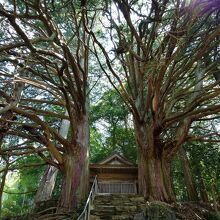 須佐之男神社（切越の夫婦ヒノキ）