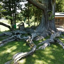 夏山の根上がり杉