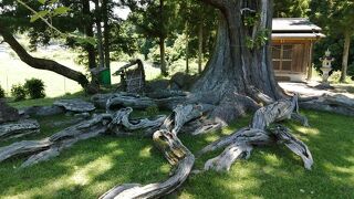 夏山の根上がり杉