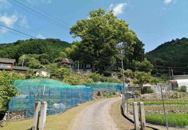 寺野の大楠