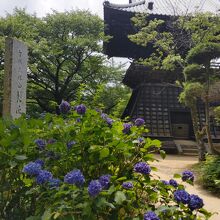 境内にはあじさいの花が咲いている