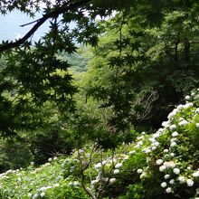 境内に咲くあじさいの花