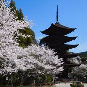 桜が満開の時に五重塔を背景に何枚も写真撮影をしました。