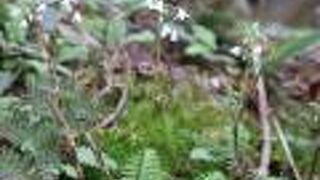 梅雨の6月の帝釈山に咲く珍しい花；オサバグサ