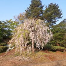 松ヶ池公園(白つつじ公園)