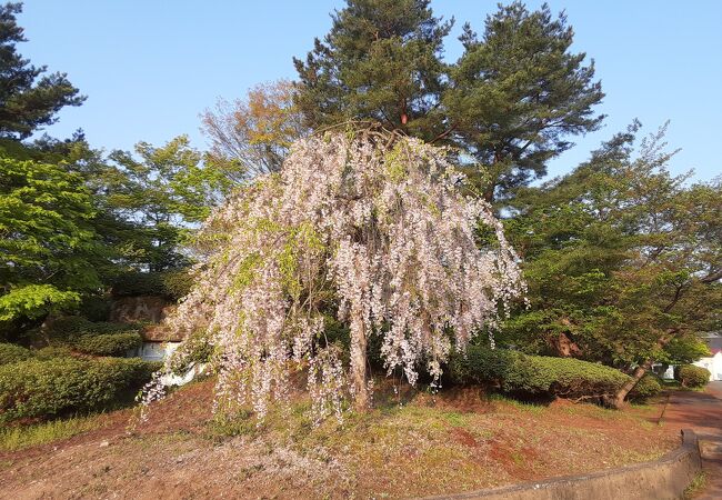 松ヶ池公園(白つつじ公園)