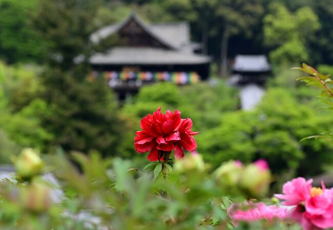 長谷寺 ぼたんまつり クチコミ アクセス 営業時間 桜井 三輪 山の辺の道 フォートラベル