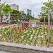 花壇のチューリップが満開