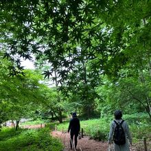 赤城自然園 