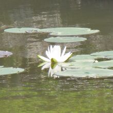 睡蓮も咲き始めました