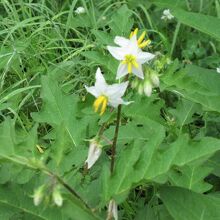 「ワルナスビ（悪茄子）」の花