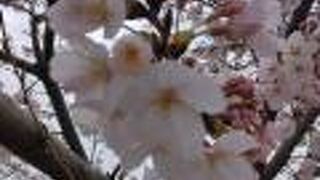 金目川桜並木