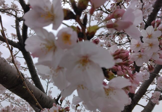 川沿いに続く桜並木