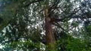 もの凄く高いスギの木