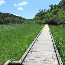 歩きやすい木道が整備されています