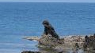 確かにゴジラの形に見えます