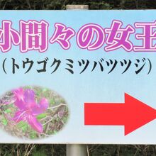 3番目が「小間々の女王ミツバツツジ」