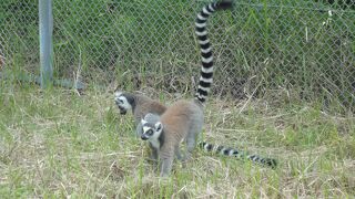 日本モンキーセンター